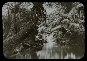 Fishing Pool, Sassafras Gully